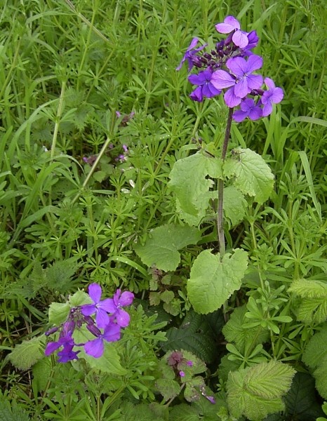 Pflanzenbild gross Garten-Mondviole - Lunaria annua