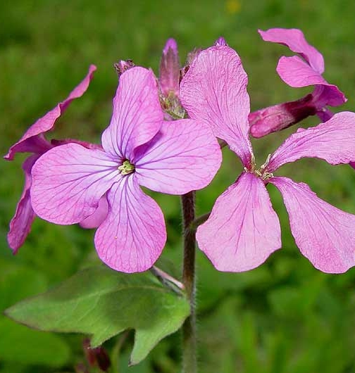 Pflanzenbild gross Garten-Mondviole - Lunaria annua