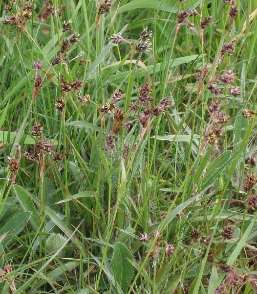 Pflanzenbild gross Feld-Hainsimse - Luzula campestris