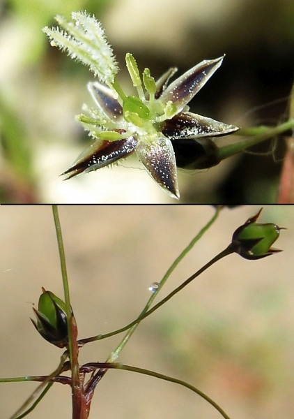 Pflanzenbild gross Behaarte Hainsimse - Luzula pilosa