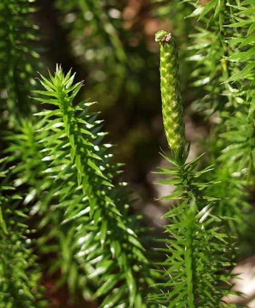 Pflanzenbild gross Wald-Bärlapp - Lycopodium annotinum