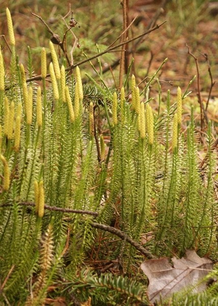 Pflanzenbild gross Wald-Bärlapp - Lycopodium annotinum
