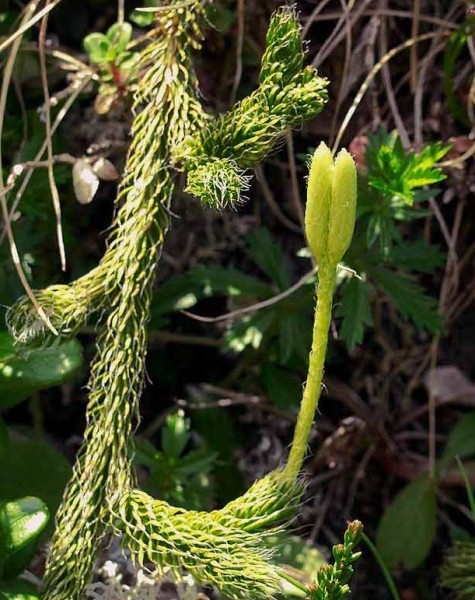 Pflanzenbild gross Keulen-Bärlapp - Lycopodium clavatum