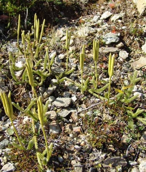Pflanzenbild gross Keulen-Bärlapp - Lycopodium clavatum