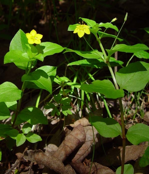 Pflanzenbild gross Hain-Gilbweiderich - Lysimachia nemorum