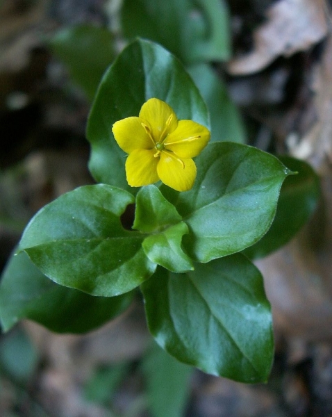 Pflanzenbild gross Hain-Gilbweiderich - Lysimachia nemorum