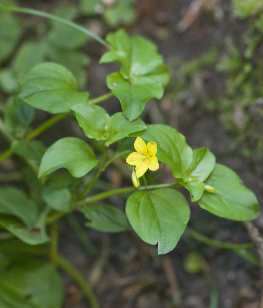Pflanzenbild gross Hain-Gilbweiderich - Lysimachia nemorum