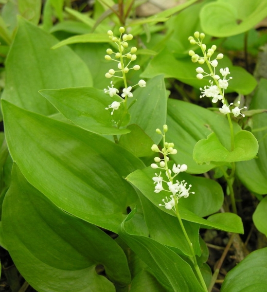 Pflanzenbild gross Zweiblättrige Schattenblume - Maianthemum bifolium