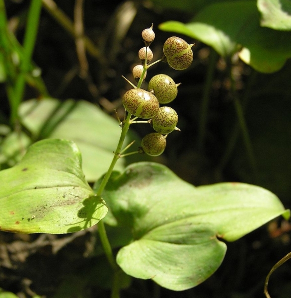 Pflanzenbild gross Zweiblättrige Schattenblume - Maianthemum bifolium