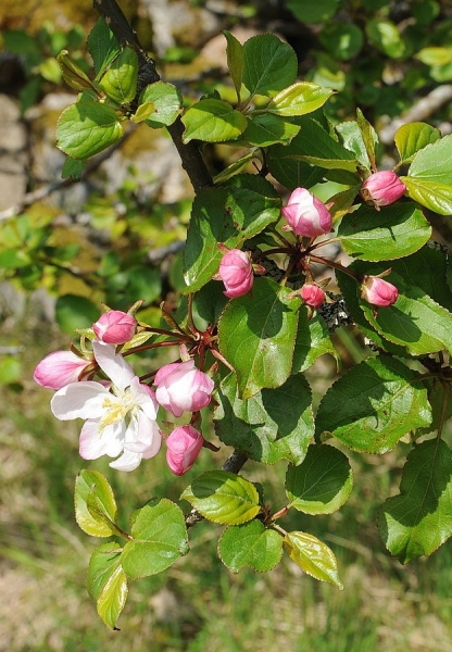 Pflanzenbild gross Holz-Apfelbaum - Malus sylvestris