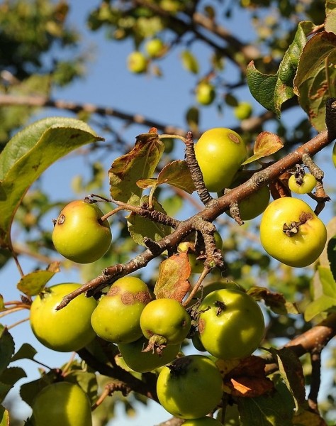 Pflanzenbild gross Holz-Apfelbaum - Malus sylvestris