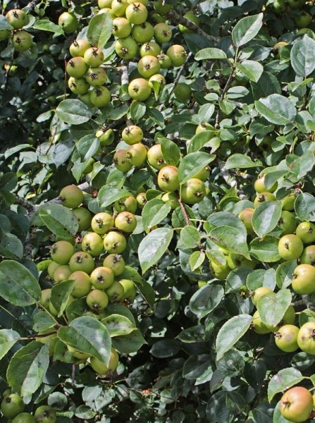 Pflanzenbild gross Holz-Apfelbaum - Malus sylvestris