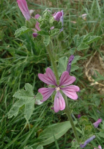 Pflanzenbild gross Wilde Malve - Malva sylvestris