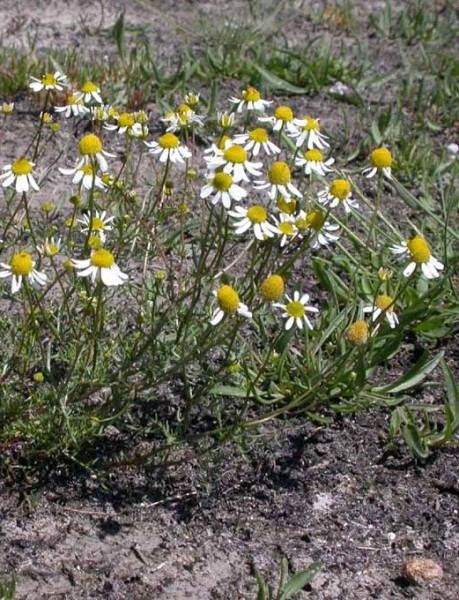 Pflanzenbild gross Echte Kamille - Matricaria chamomilla