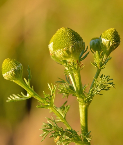 Pflanzenbild gross Strahlenlose Kamille - Matricaria discoidea