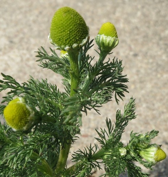 Pflanzenbild gross Strahlenlose Kamille - Matricaria discoidea