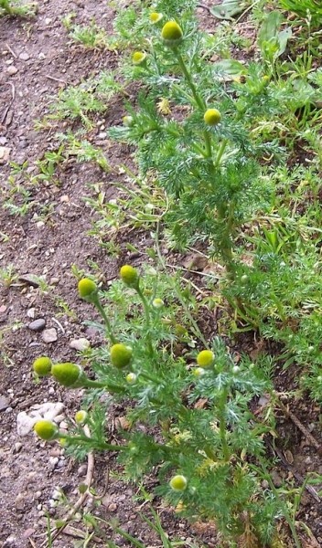 Pflanzenbild gross Strahlenlose Kamille - Matricaria discoidea