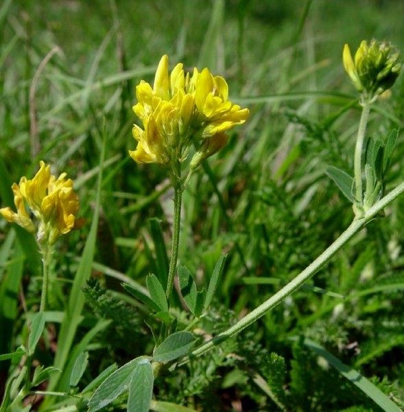 Pflanzenbild gross Gelbe Luzerne - Medicago falcata