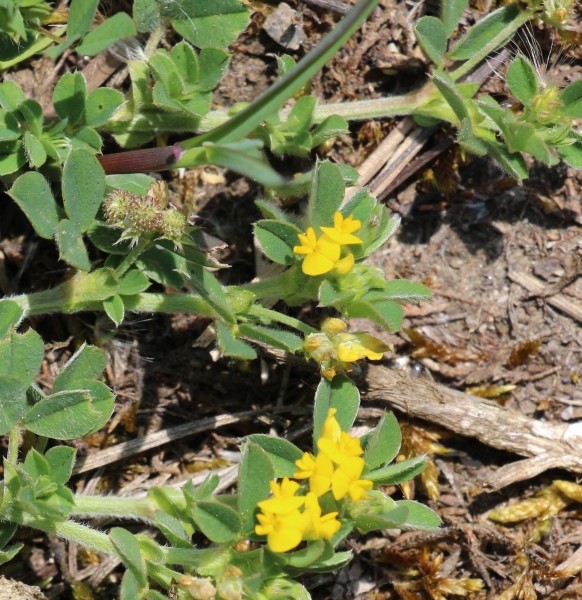 Pflanzenbild gross Zwerg-Schneckenklee - Medicago minima