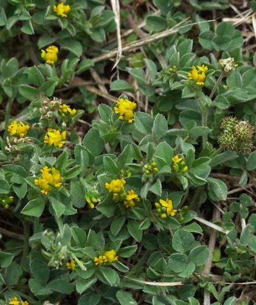Pflanzenbild gross Zwerg-Schneckenklee - Medicago minima