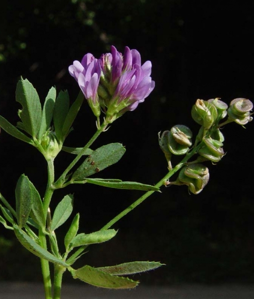 Pflanzenbild gross Saat-Luzerne - Medicago sativa