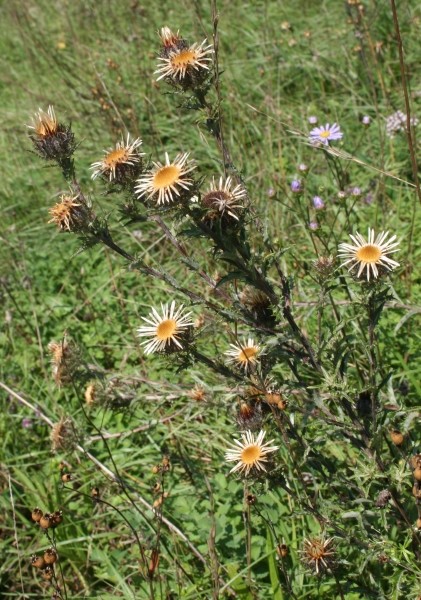 Pflanzenbild gross Gewöhnliche Golddistel - Carlina vulgaris