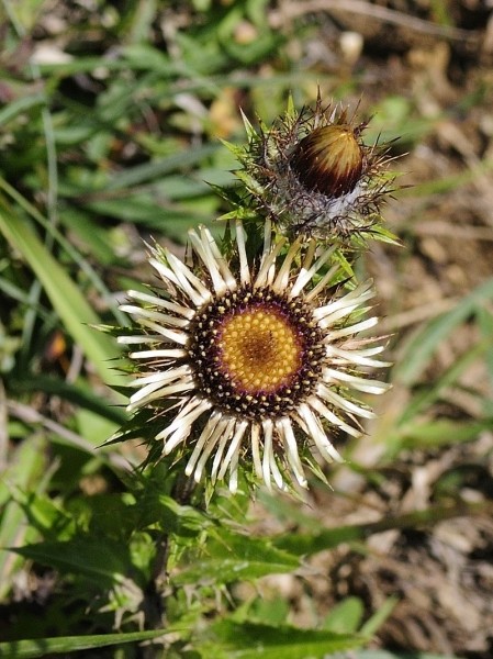 Pflanzenbild gross Gewöhnliche Golddistel - Carlina vulgaris