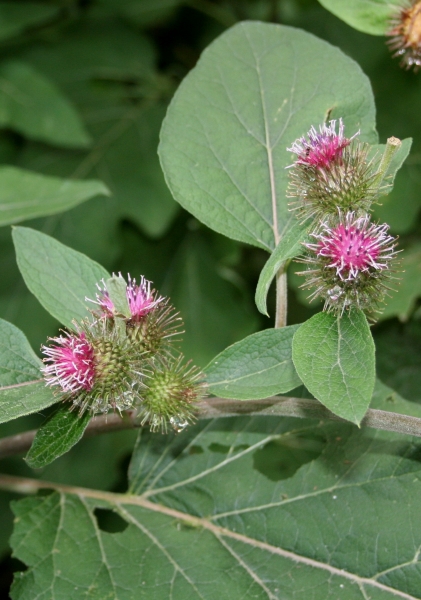 Pflanzenbild gross Gewöhnliche Kleine Klette - Arctium minus subsp. minus