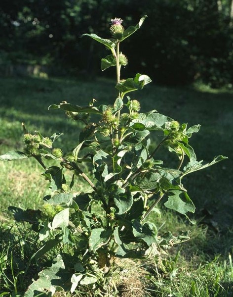 Pflanzenbild gross Gewöhnliche Kleine Klette - Arctium minus subsp. minus