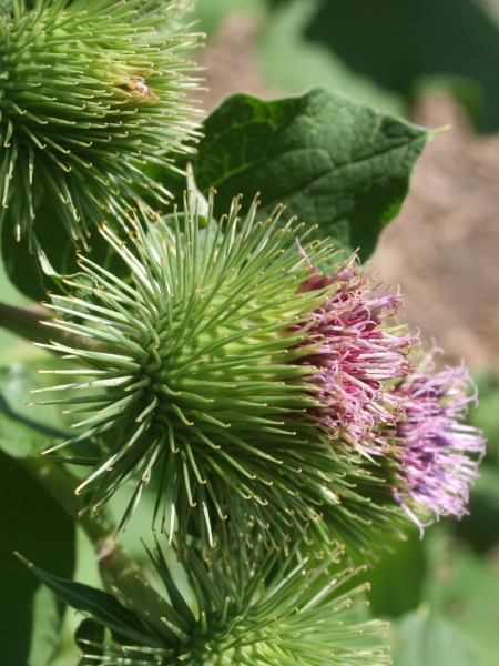 Pflanzenbild gross Grosse Klette - Arctium lappa