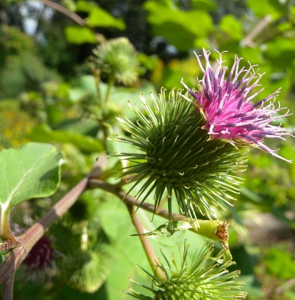 Pflanzenbild gross Grosse Klette - Arctium lappa