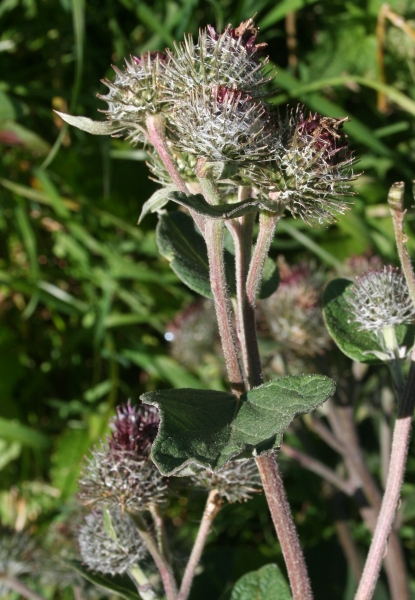 Pflanzenbild gross Filzige Klette - Arctium tomentosum