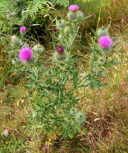 Pflanzenbild gross Gemeine Kratzdistel - Cirsium vulgare