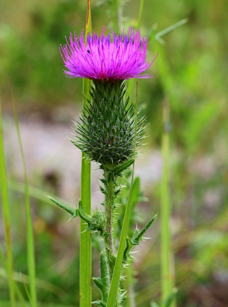 Pflanzenbild gross Gemeine Kratzdistel - Cirsium vulgare