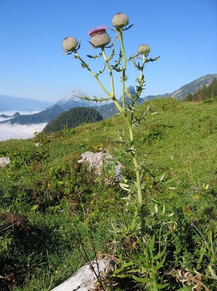 Pflanzenbild gross Wollköpfige Kratzdistel - Cirsium eriophorum subsp. eriophorum