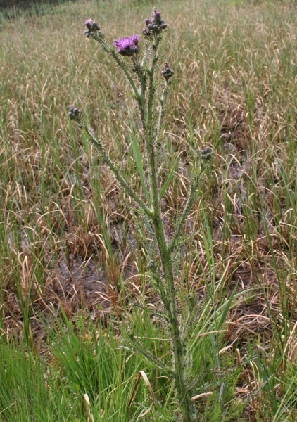Pflanzenbild gross Sumpf-Kratzdistel - Cirsium palustre