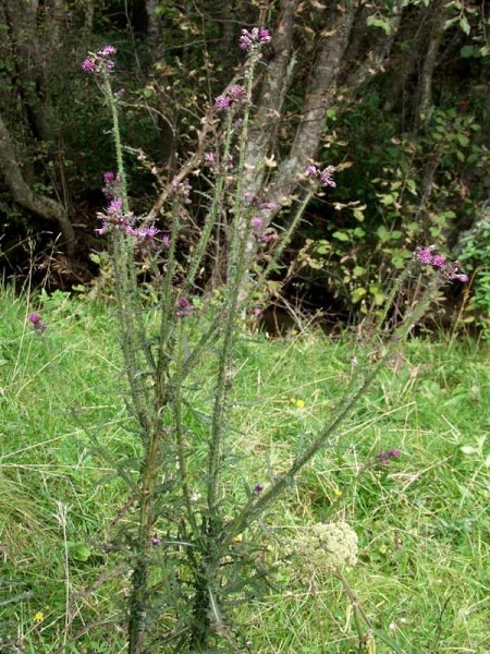 Pflanzenbild gross Sumpf-Kratzdistel - Cirsium palustre