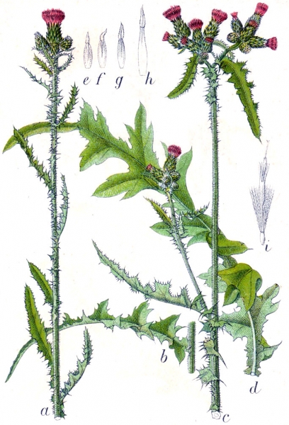 Pflanzenbild gross Sumpf-Kratzdistel - Cirsium palustre