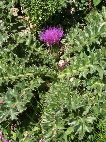 Pflanzenbild gross Stängellose Kratzdistel - Cirsium acaule