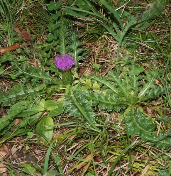 Pflanzenbild gross Stängellose Kratzdistel - Cirsium acaule