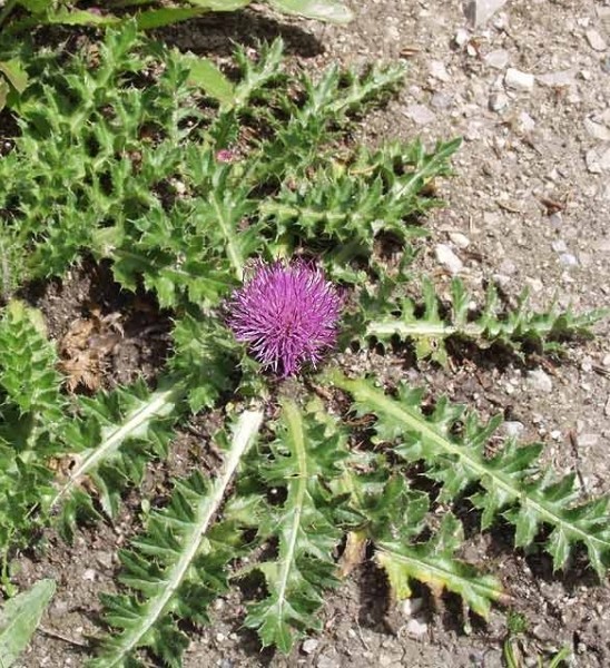 Pflanzenbild gross Stängellose Kratzdistel - Cirsium acaule