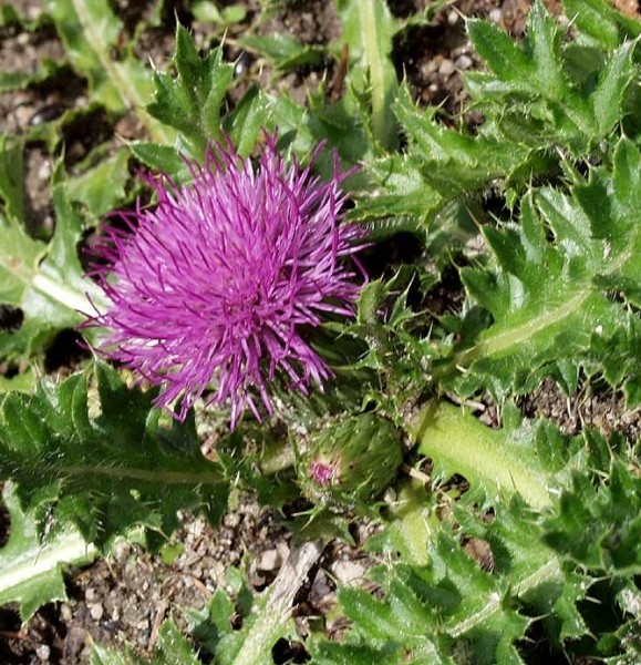 Pflanzenbild gross Stängellose Kratzdistel - Cirsium acaule