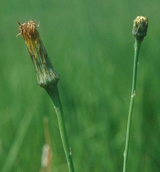Pflanzenbild gross Wiesen-Ferkelkraut - Hypochaeris radicata