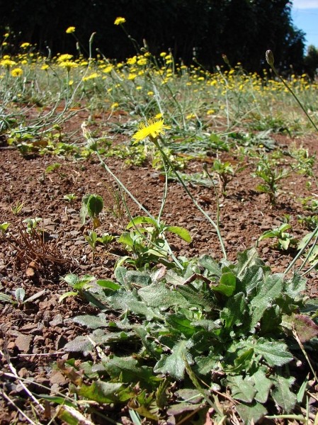 Pflanzenbild gross Wiesen-Ferkelkraut - Hypochaeris radicata