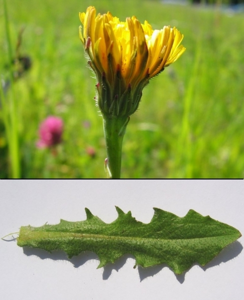 Pflanzenbild gross Wiesen-Ferkelkraut - Hypochaeris radicata