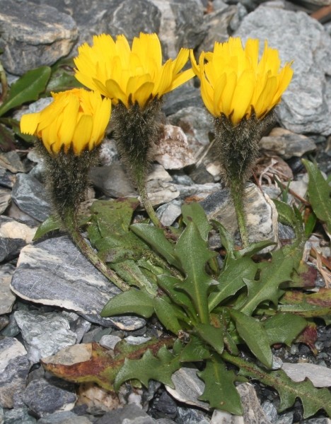 Pflanzenbild gross Berg-Milchkraut - Leontodon montanus