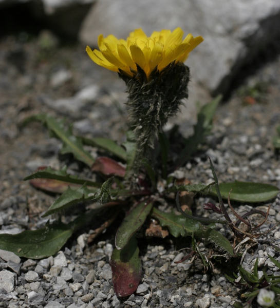 Pflanzenbild gross Berg-Milchkraut - Leontodon montanus