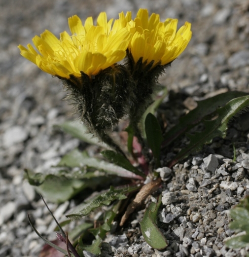 Pflanzenbild gross Berg-Milchkraut - Leontodon montanus
