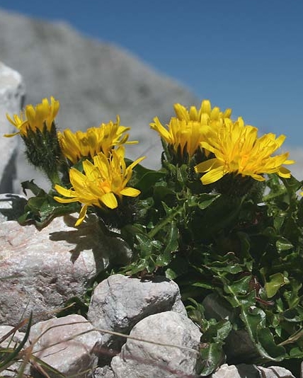 Pflanzenbild gross Berg-Milchkraut - Leontodon montanus