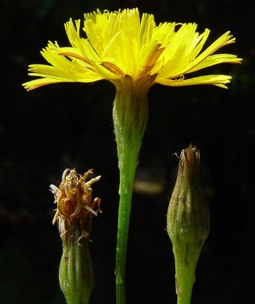 Pflanzenbild gross Herbst-Milchkraut - Leontodon autumnalis